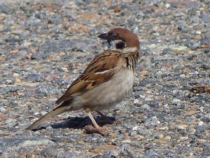 Passer montanus, vrabec polní