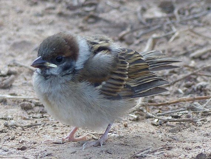 Passer montanus, vrabec polní