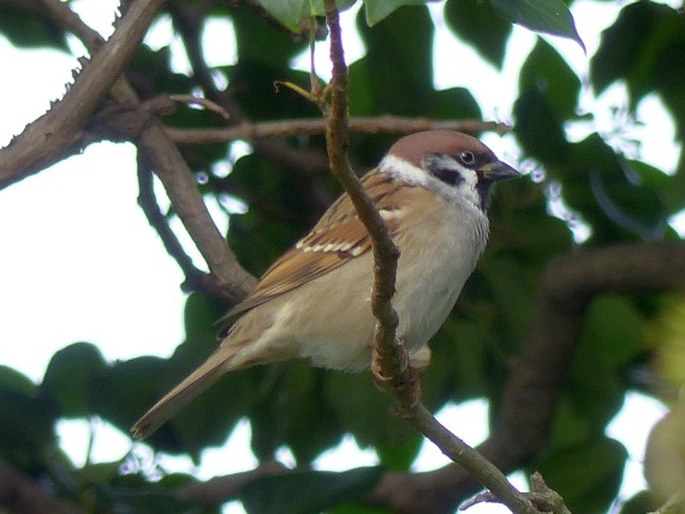 Passer montanus, vrabec polní