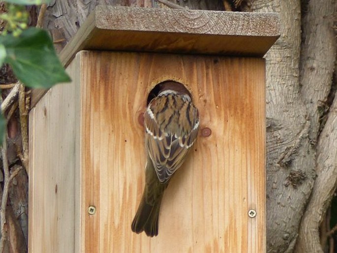 Passer montanus, vrabec polní