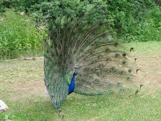 Pavo cristatus