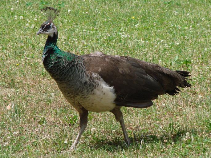 Pavo cristatus