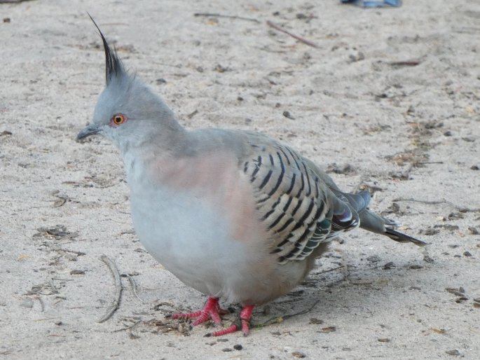 Ocyphaps lophotes, holub hnědochocholatý