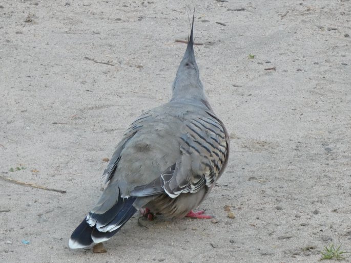 Ocyphaps lophotes, holub hnědochocholatý