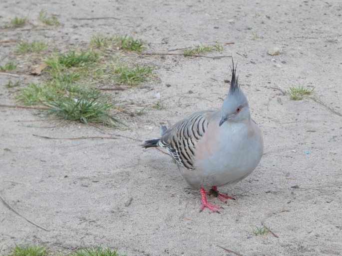 Ocyphaps lophotes, holub hnědochocholatý