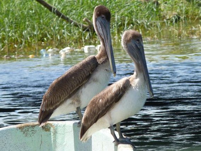Pelecanus occidentalis, pelikán hnědý