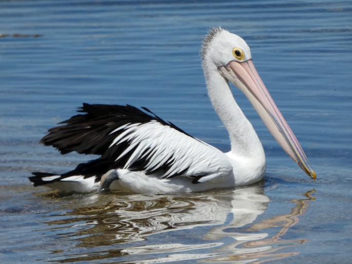 Pelecanus conspicillatus, pelikán australský