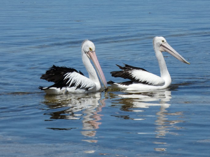 Pelecanus conspicillatus, pelikán australský