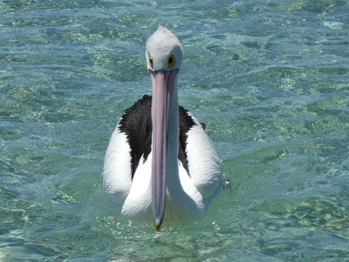 Pelecanus conspicillatus, pelikán australský