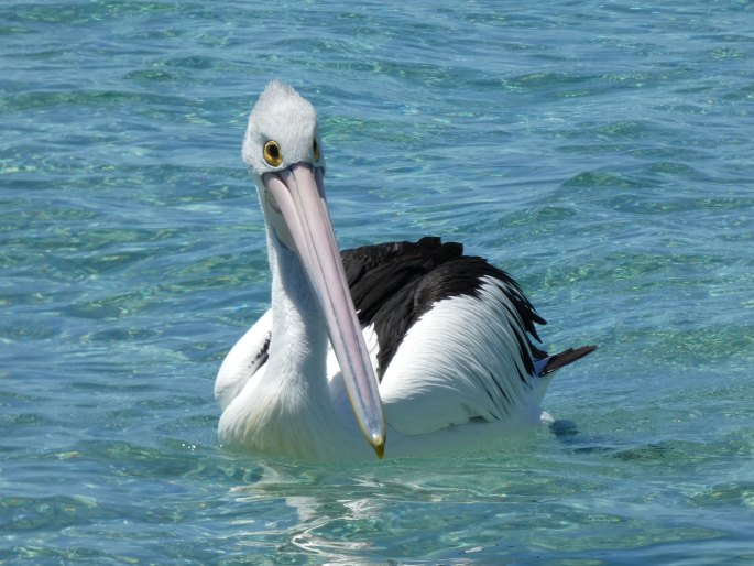 Pelecanus conspicillatus, pelikán australský