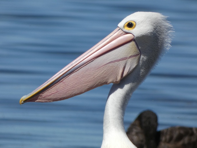 Pelecanus conspicillatus, pelikán australský