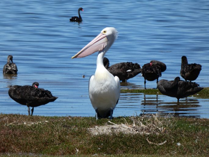 Pelecanus conspicillatus, pelikán australský