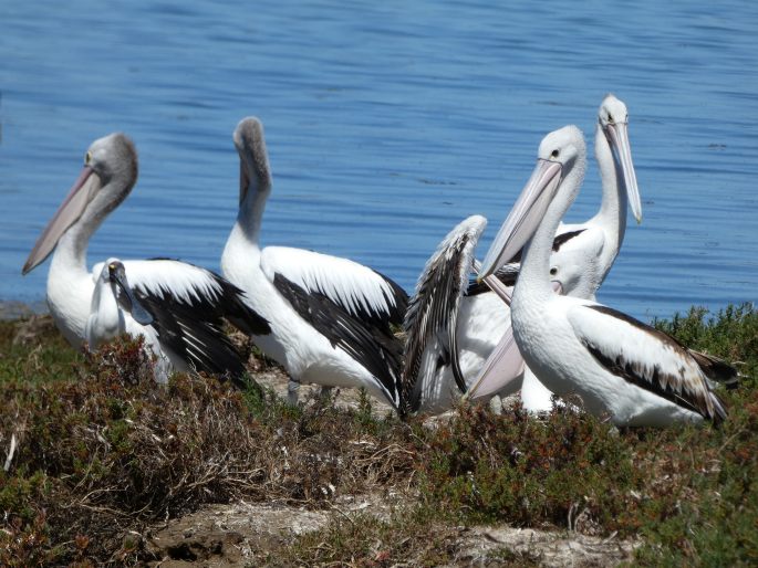 Pelecanus conspicillatus, pelikán australský