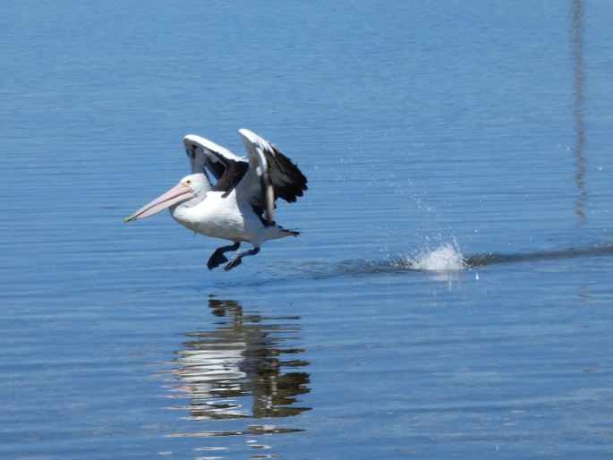 Pelecanus conspicillatus, pelikán australský