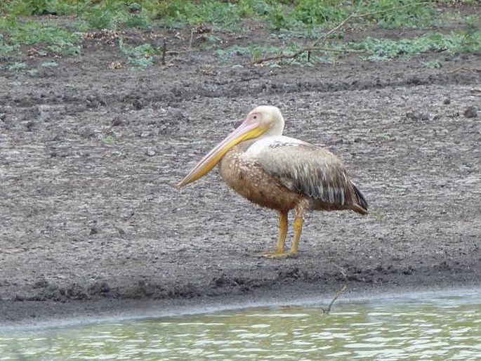 Pelecanus rufescens, pelikán africký