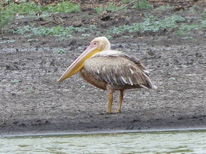 Pelecanus rufescens, pelikán africký