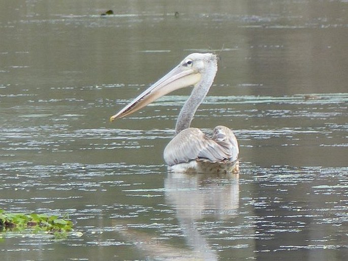 Pelecanus rufescens, pelikán africký