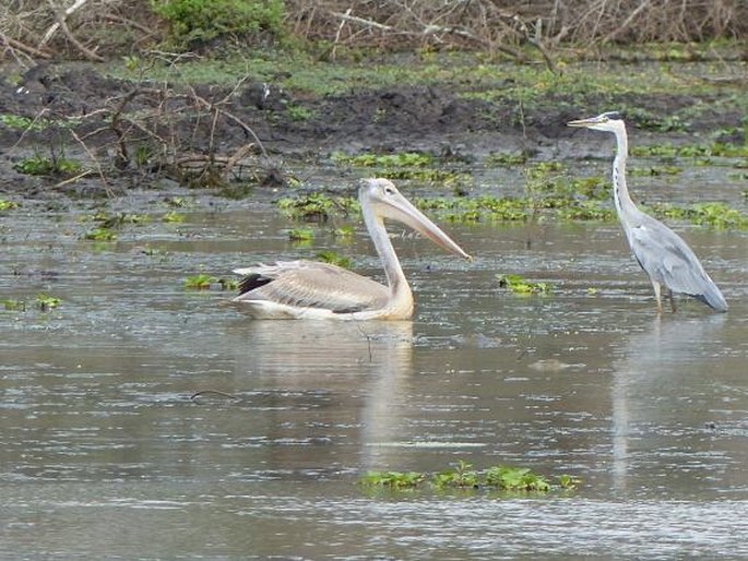 Pelecanus rufescens, pelikán africký