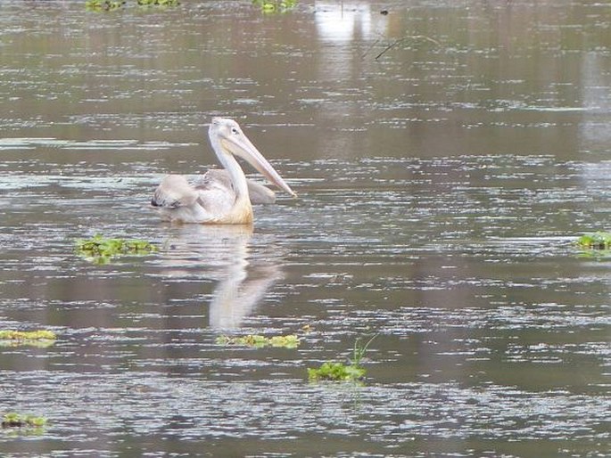 Pelecanus rufescens, pelikán africký