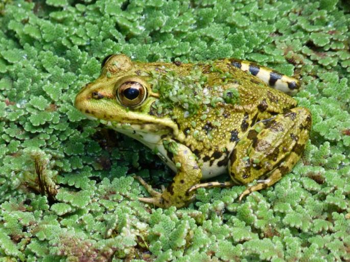 Pelophylax perezi, skokan Perézův