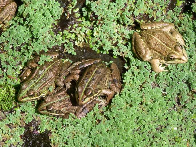 Pelophylax perezi, skokan Perézův