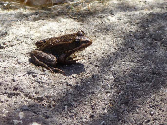 Pelophylax perezi, skokan Perézův