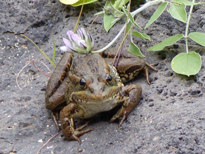 Pelophylax perezi, skokan Perézův