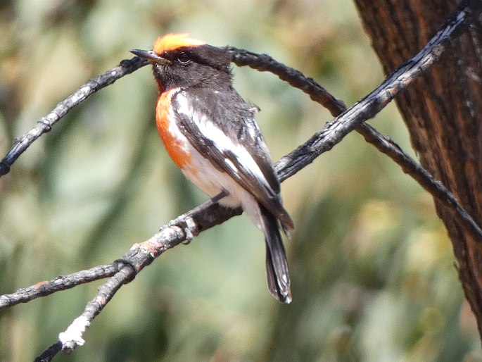 Petroica goodenovii, lejsčík rudočelý