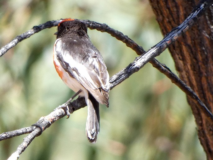 Petroica goodenovii, lejsčík rudočelý