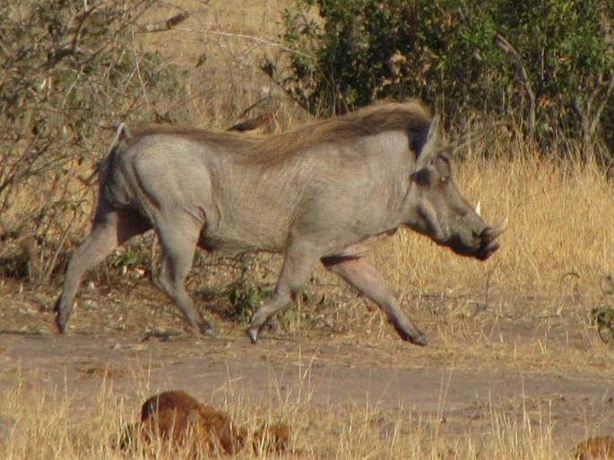 Phacochoerus africanus, prase savanové