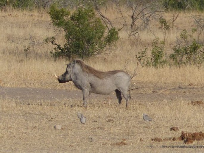 Phacochoerus africanus, prase savanové