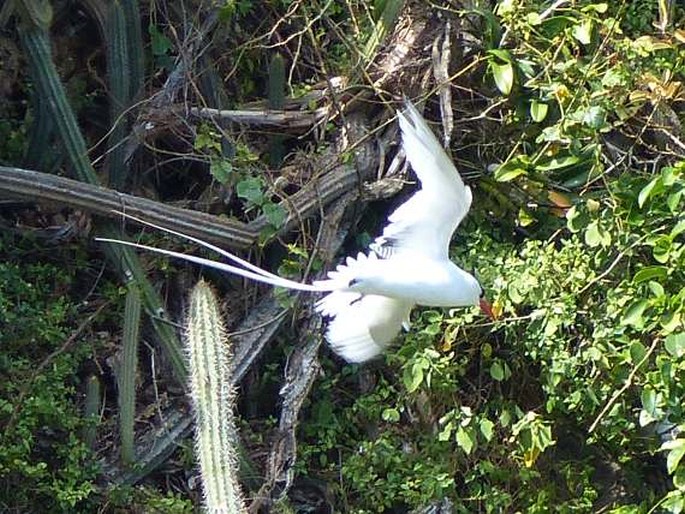 Phaethon aethereus, faeton červenozobý