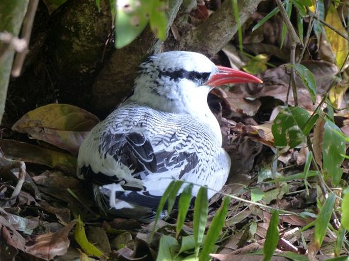 Phaethon aethereus, faeton červenozobý