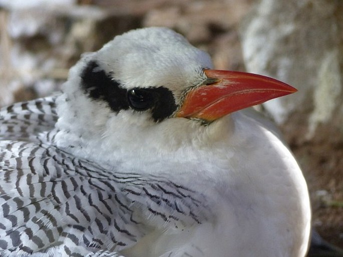 Phaethon aethereus, faeton červenozobý