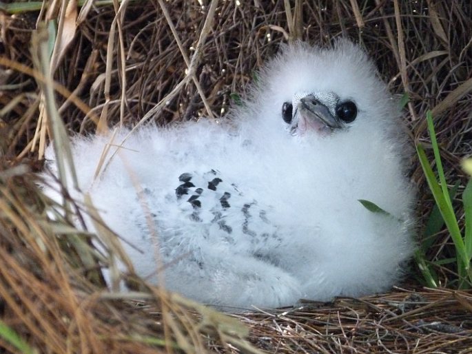 Phaethon lepturus, faeton žlutozobý