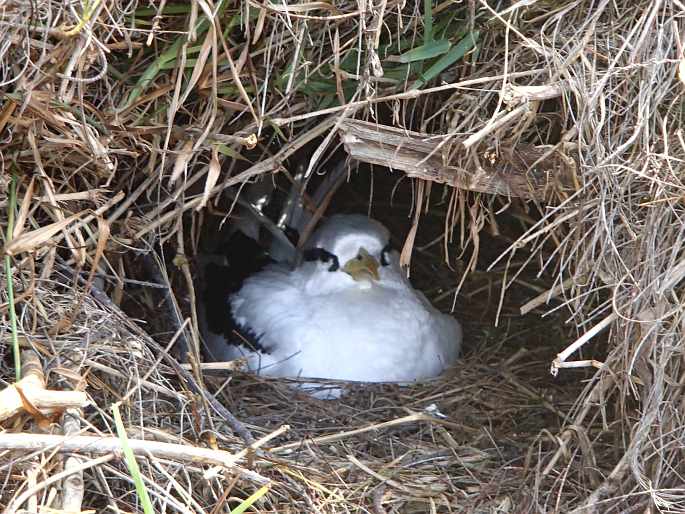 Phaethon lepturus, faeton žlutozobý