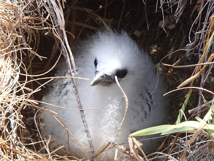 Phaethon lepturus, faeton žlutozobý