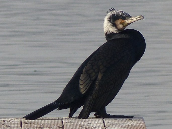 Phalacrocorax carbo, kormorán velký