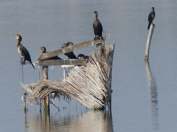 Phalacrocorax carbo, kormorán velký