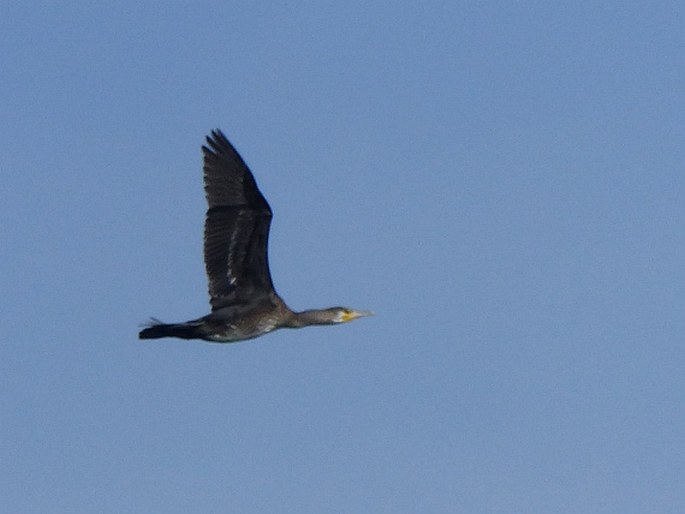 Phalacrocorax carbo, kormorán velký