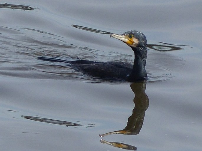 Phalacrocorax carbo, kormorán velký