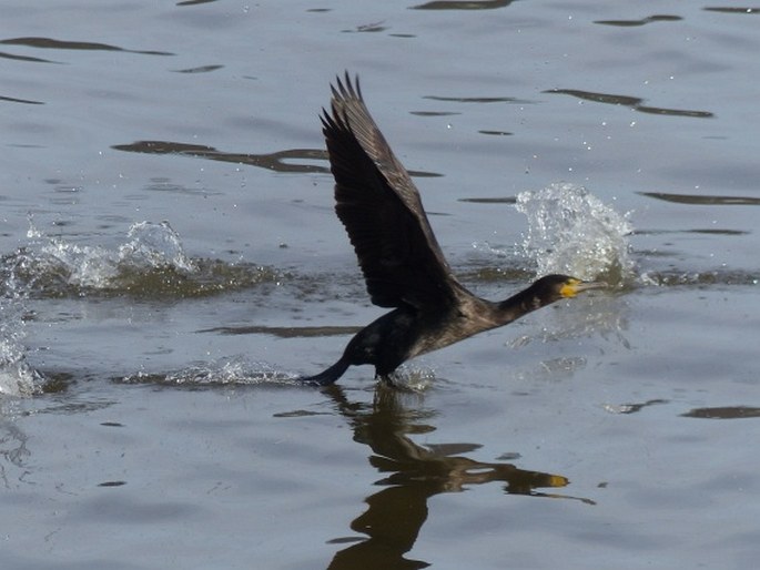 Phalacrocorax carbo, kormorán velký