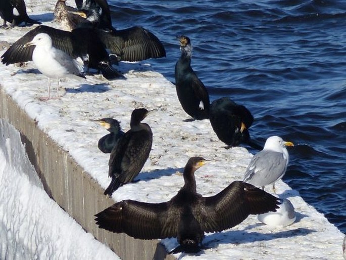 Phalacrocorax carbo, kormorán velký