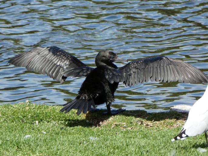 Phalacrocorax sulcirostris, kormorán australský