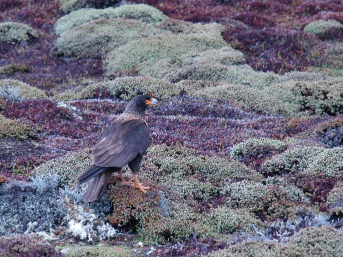 Phalcoboenus australis, čimango falklandský