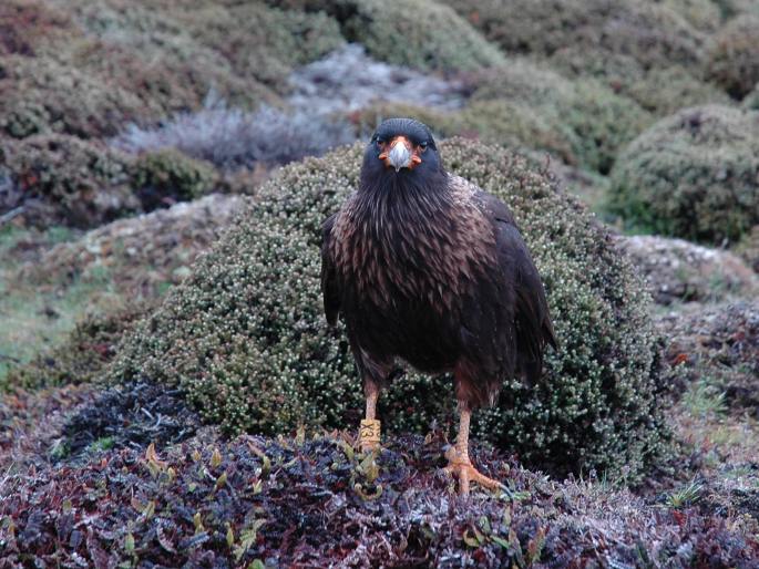 Phalcoboenus australis, čimango falklandský