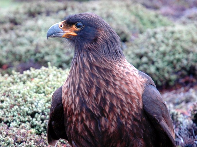 Phalcoboenus australis, čimango falklandský