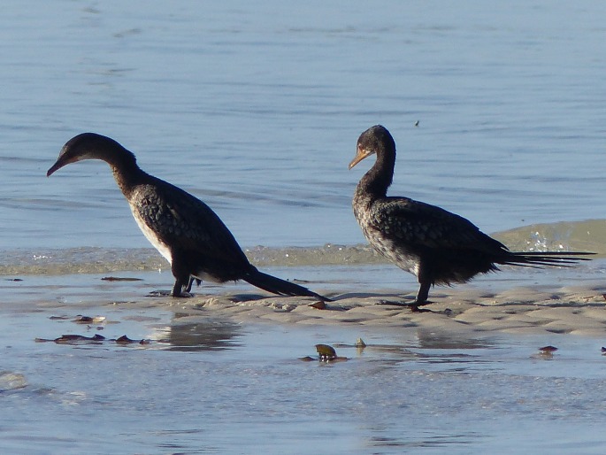 Phalacrocorax lucidus, kormorán běloprsý