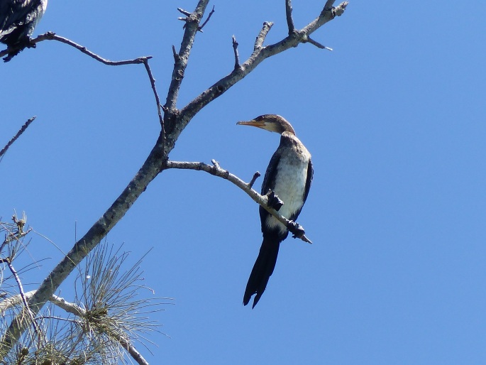 Phalacrocorax lucidus, kormorán běloprsý