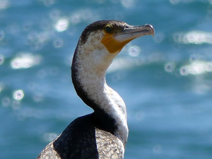 Phalacrocorax lucidus, kormorán běloprsý